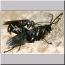 Anoplius nigerrimus - Wegwespen-Paarung 01c.jpg